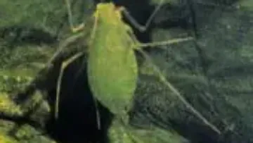 Puceron vert du pois